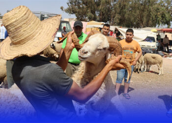 روبرتاج “زايو سيتي” ارتفاع ثمن أضاحي العيد بسوق سلوان الناظور والكسابة ننتظر قدوم الجالية – فيديو