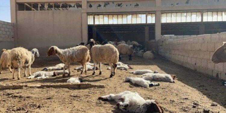نفوق 50 رأسا من الغنم بضيعة ضواحي الدار البيضاء