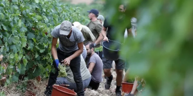 مطالب للحكومة الإسبانية برفع عدد العمال المغاربة الموسميين