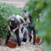 مطالب للحكومة الإسبانية برفع عدد العمال المغاربة الموسميين