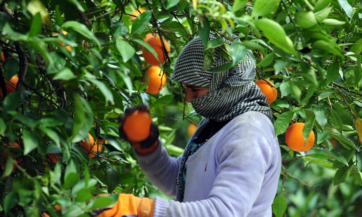 حوض ملوية.. توقعات بإنتاج يفوق 405 ألف طن من الحوامض