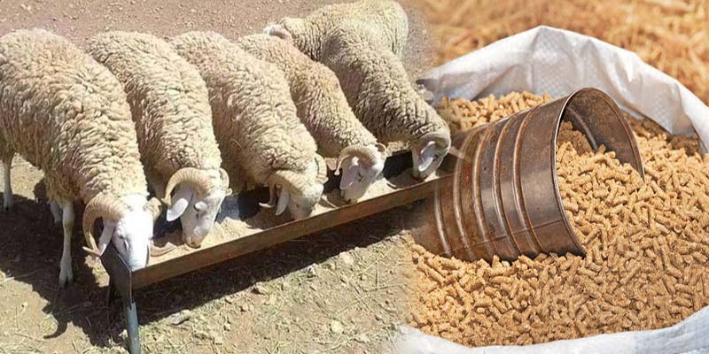 ارتفاع أسعار الأعلاف يشعل غضب مربي الماشية بحاسي بركان والدعم الحكومي لا يصل إلى مستحقيه