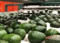 صادرات المغرب من الأفوكادو تحقق رقما قياسيا جديدا