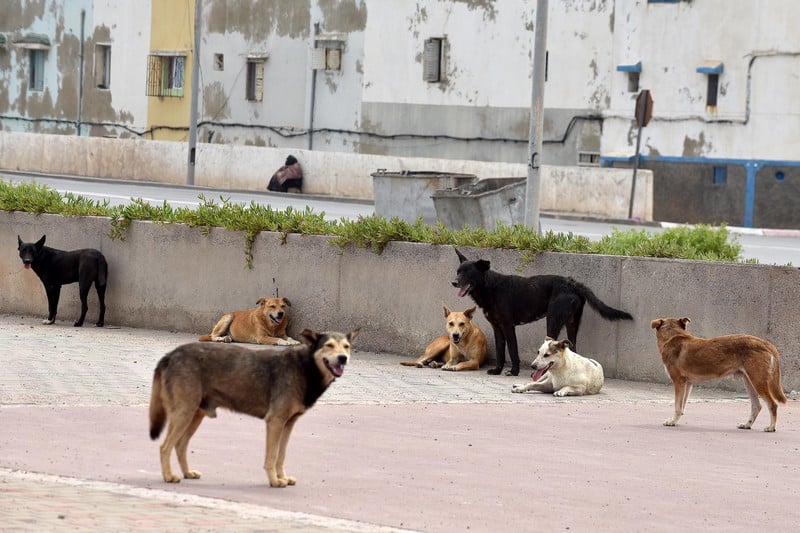هجوم كلاب ضالة ينهي حياة شرطي مرور بوجدة ويعيد ملف السلامة الحضرية إلى الواجهة