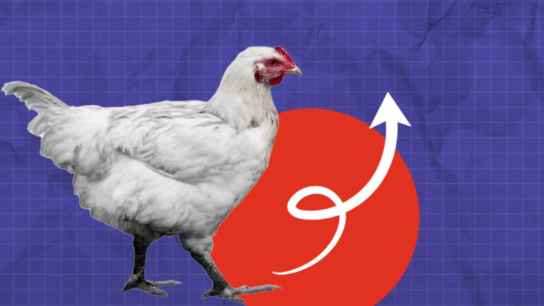 أسعار الدجاج تصل إلى 14 درهما ومهني يوضح