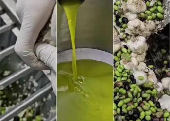 طحن الثوم مع الزيتون… كنز صحي ونكهة زيت فريدة تحت الطلب