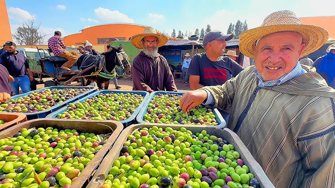 موسم زيتون استثنائي بإقليم تاوريرت بإنتاج غير مسبوق وأسعار منخفضة