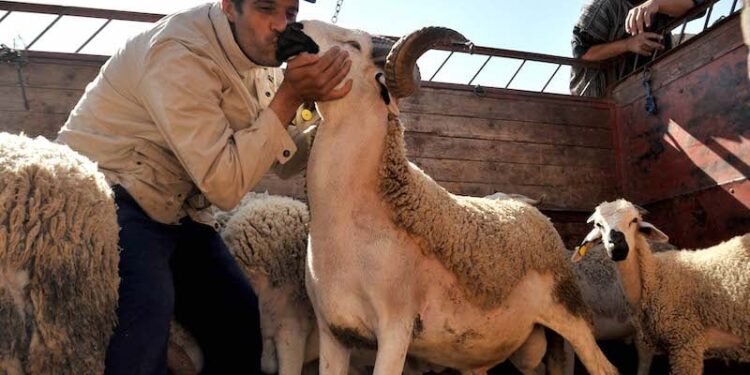 مسؤول بقطاع المواشي يكشف أسعار الأغنام خلال عيد الأضحى