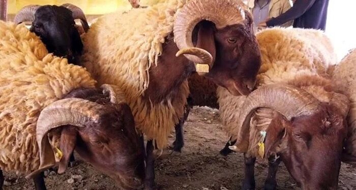 جهة الشرق.. حوالي 2,6 مليون رأس من الماشية لدى أزيد من 62 ألف مربي (مسؤول)