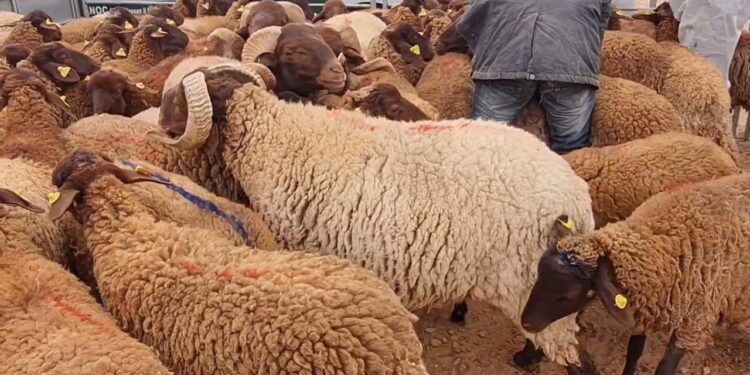 دعوات لتشديد الرقابة على أسواق الأضاحي ومواجهة “المبررات الواهية” للزيادة في الأسعار