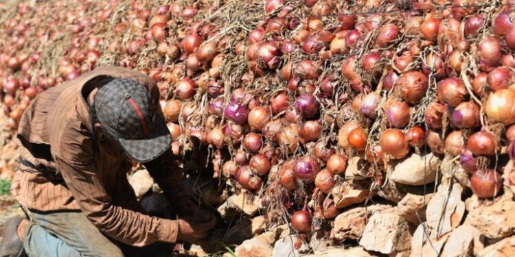 16 درهم للكيلو.. أسعار “البصل” تواصل خلق الحدث