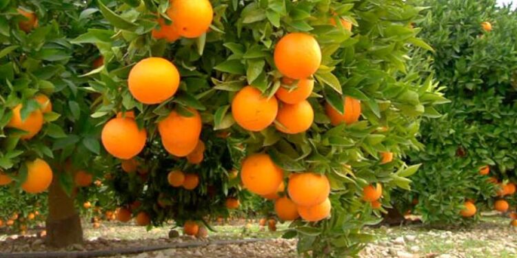 2000 هكتار من الحوامض بسهل صبرة بزايو.. جودة عالية تعزز مكانة الجهة الشرقية