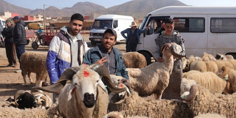 سوق الماشية بزايو بين الوفرة والركود… كم بلغ ثمن “الحولي” هذا الأسبوع ؟ – فيديو