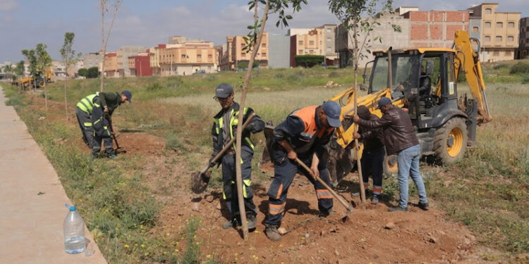 نحو مدينة خضراء.. جماعة زايو تغرسُ حوالي 200 شجرة على الطريق المؤدية إلى العروي – فيديو