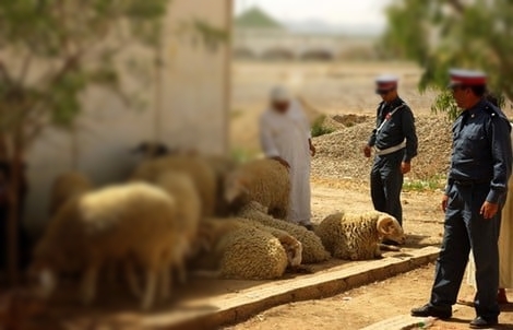 سرقة أغنام تهز رأس الماء قبل عيد الأضحى وتثير مخاوف الكسابة