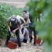 إطلاق برامج جديدة لتأطير تنقل اليد العاملة بين المغرب وأوربا في الفلاحة والفندقة