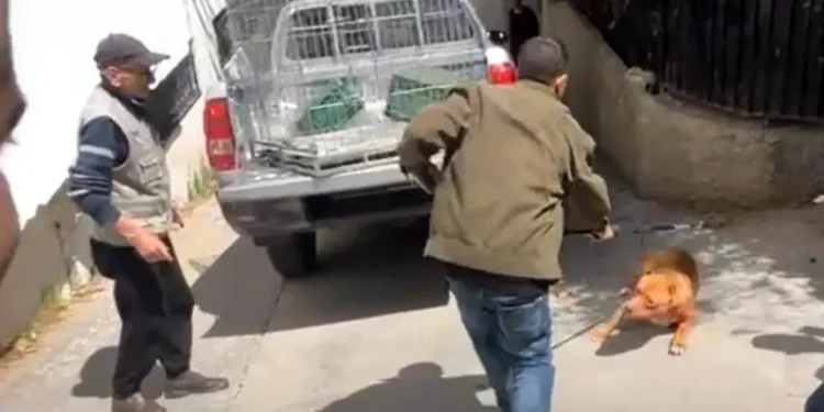 كلاب تنقلب على صاحبها داخل منزله بطنجة وتنهي حياته