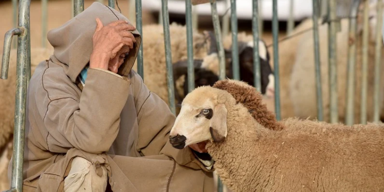 غلاء الأضاحي يثير قلق الأسر المغربية ويعيد مطالب ضبط السوق قبل العيد