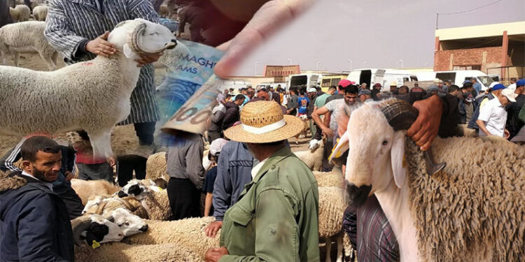 ترقب بزايو لأسعار أضاحي العيد في سوق الأربعاء وسط آمال بانخفاضها