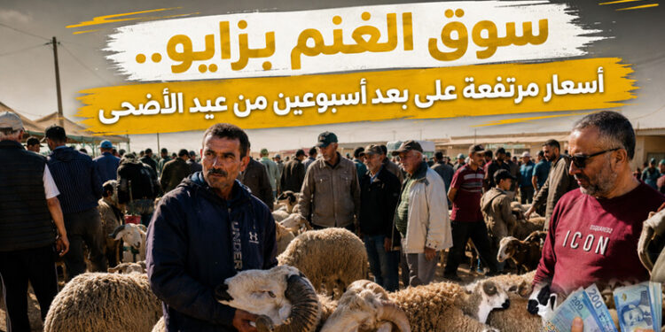 سوق الأغنام بزايو.. أسعار “معتدلة” عند الكسابة و”مرتفعة” في نظر المواطنين- فيـديـو