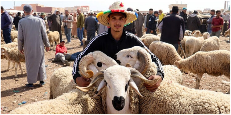 سوق الأضاحي بالعروي يشهد وفرة في العرض وارتفاعا نسبيا في الأسعار قبل أسبوعين من العيد «فيديو»