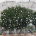 مقاييس الأمطار بالمغرب خلال 24 ساعة الأخيرة