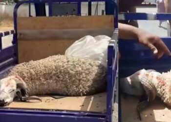سيدة اقتنت كبشًا بـ7000 درهم بالبيضاء.. ليفارق الحياة داخل “التريبورتور” قبل وصوله إلى المنزل!