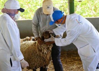 “أونسا” تدعو إلى احترام تدابير ما قبل وما بعد الذبح لضمان سلامة لحوم الأضاحي
