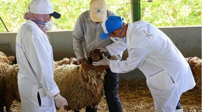 “أونسا” تدعو إلى احترام تدابير ما قبل وما بعد الذبح لضمان سلامة لحوم الأضاحي