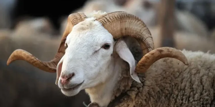 بين الوجوب والسنّة والإنكار.. الاتجاهات الفقهية الثلاثة في حكم أضحية العيد