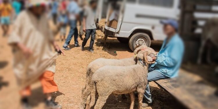 واقعة مثيرة بسوق الغنم بزايو.. مواطن يشتري كبش العيد مرتين!