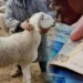 بقوة القانون.. الحبس النافذ وغرامات ثقيلة تنتظر “الشناقة” الموقوفين بأسواق الأضاحي