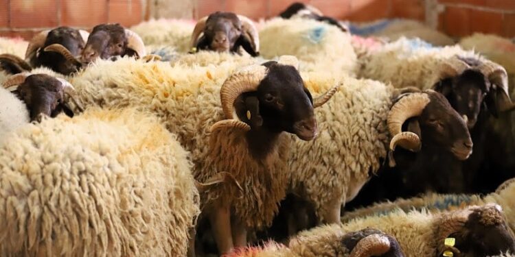رئيس جمعية يزف خبرا سارا للمغاربة بشأن أثمنة الأضاحي