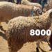 بالصور.. “الحولي” يشعل الأسعار بسوق بني وكيل أولاد امحند بالعروي والأثمنة تصل 8300 درهم