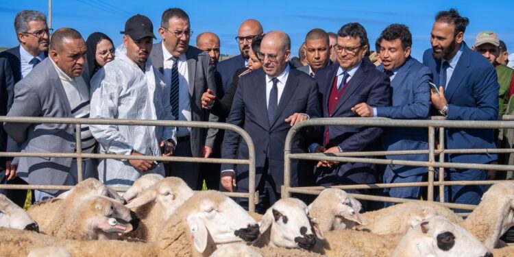 كيف تبخرت أرقام وزير الفلاحة لينزلق المغرب إلى “أغلى” عيد أضحى في تاريخه؟