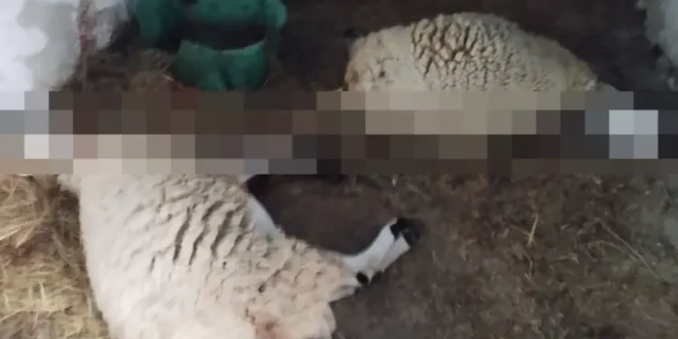 آخر مستجدات “مجزرة الأغنام” بوزان