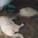 آخر مستجدات “مجزرة الأغنام” بوزان