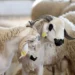 إجراءات صارمة لمراقبة الأضاحي قبل العيد