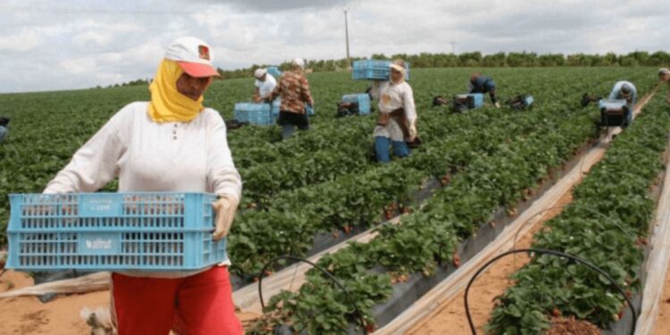 برلمانية تدق ناقوس الخطر بشأن أوضاع العاملات الزراعيات بالمغرب وتطالب بحمايتهن