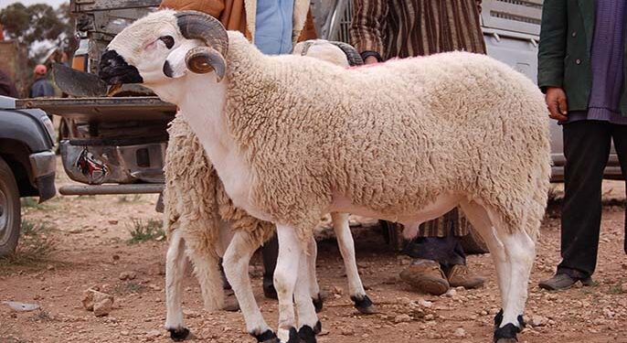 النصائح الخمس من وزارة الفلاحة للمغاربة قبل شراء الأضحية