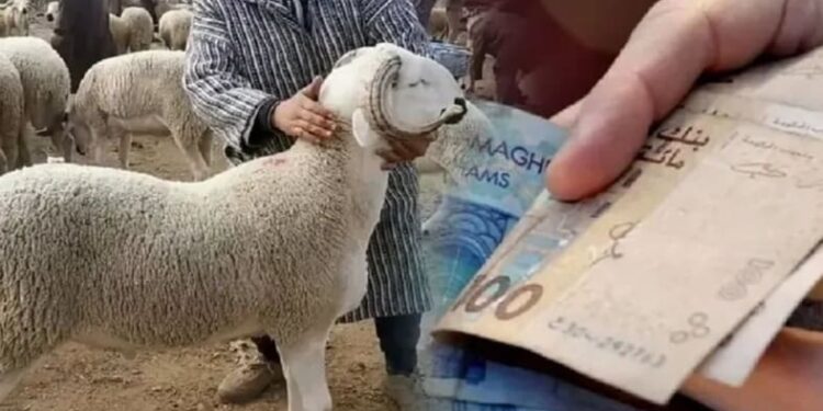 هل فشلت “اليد الخفية” في ضبط أسعار اللحوم بالمغرب؟
