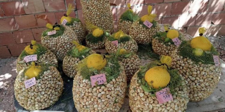 زايو الأبرز وطنيا في إنتاج “الببوش”.. 50 طنا تسوق يوميا وآمال بموسم استثنائي