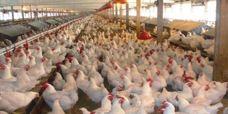 مربو الدجاج بالمغرب يكشفون أسباب انهيار الأسعار ويتحدثون عن خسائر فادحة