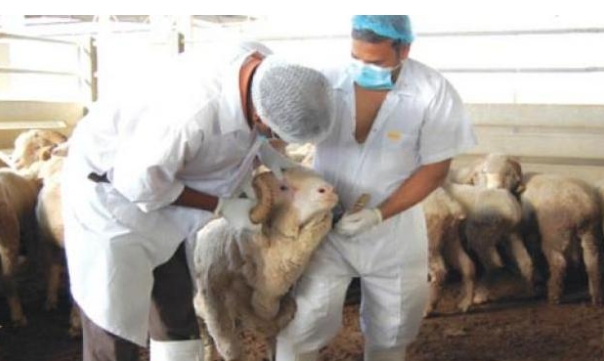 زايو بلا طبيب بيطري.. فراغ مقلق يهدد صحة الإنسان والحيوان ويضعف المراقبة الصحية