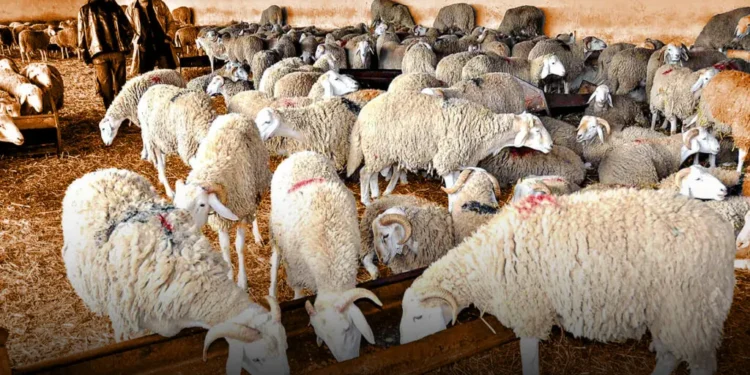 تقرير حقوقي يفتح “العلبة السوداء” لسوق الأضاحي بالمغرب