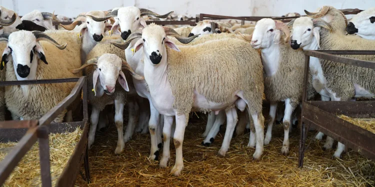 تقرير يفكك أسباب أزمة أسعار الأضاحي ويطالب بإصلاح شامل لمنظومة تسويق الماشية بالمغرب