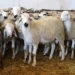 تقرير يفكك أسباب أزمة أسعار الأضاحي ويطالب بإصلاح شامل لمنظومة تسويق الماشية بالمغرب