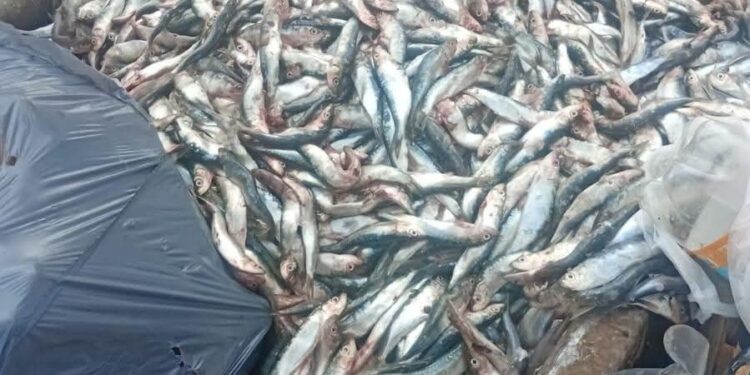 التخلص من أسماك فاسدة قرب مسجد بزايو يثير غضب الساكنة