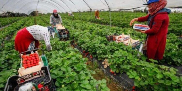 إجراءات جديدة لمواكبة العاملات المغربيات بإسبانيا