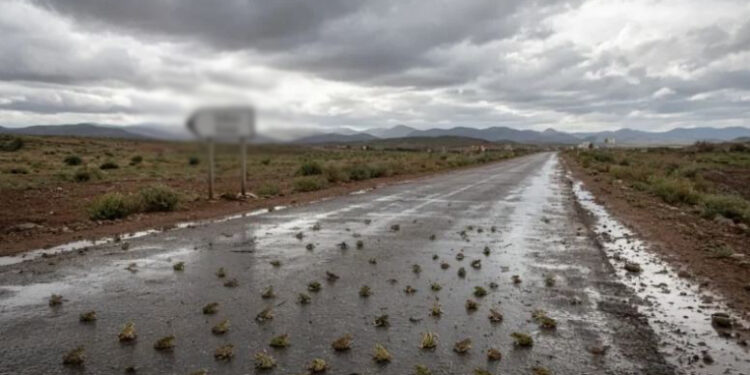 سماء مدينة مغربية تمطر ضفادع.. تفسير ما حدث؟